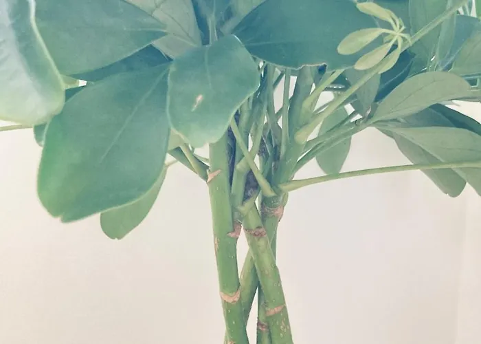 Le N°8 - Au Coeur De Barcelonnette